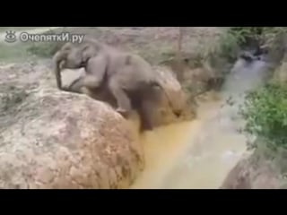 Слониха помогает своему сынишке