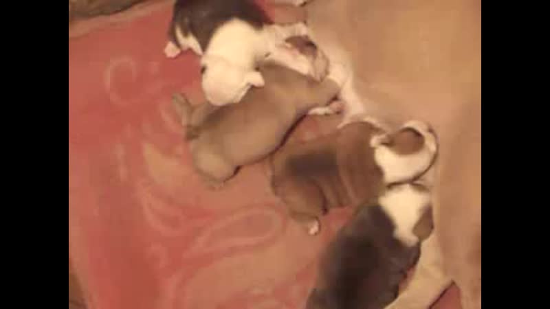 Продам щенков