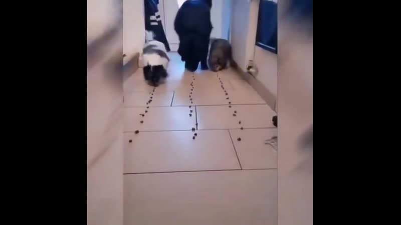 Собачьи бега 😂
