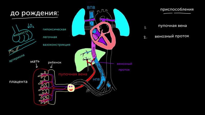 Кровообращение плода непосредственно перед рождением [720p]