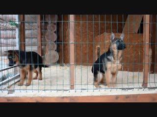 Puppies from mike vom schloss rugland and zilber wasserfall yosha – katana and kobra