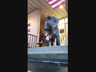 Gabo the jonesboro pd dog being released from the vet after getting shot 4 times