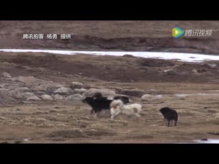 Wolf tibetan mastiff dog