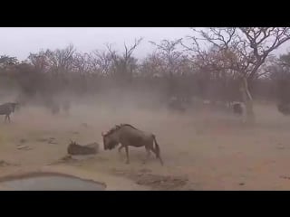 Зебра жестко бьет антилопу