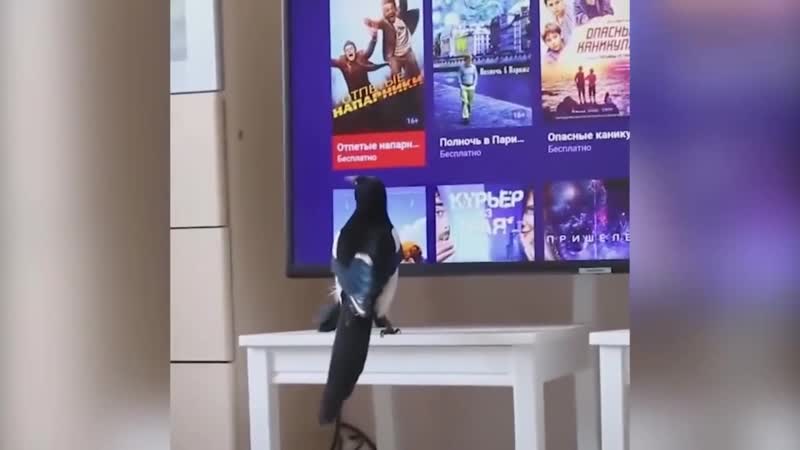 Битые пиксели