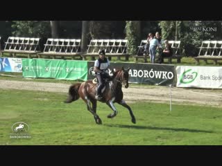 Festiwal jeździecki baborówko 2018 cross country cic1* shumskiy/cera