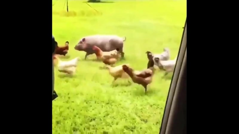 Кики челендж [рофлы и панчи]