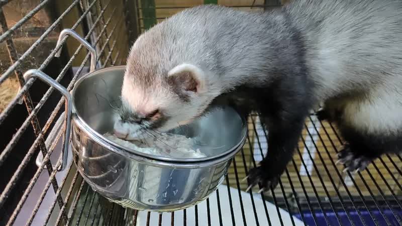 Хорек кушает