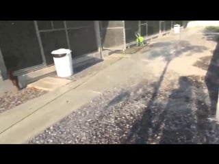 Кормление детёнышей выдры