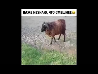 Барашки снава отжыгают😁