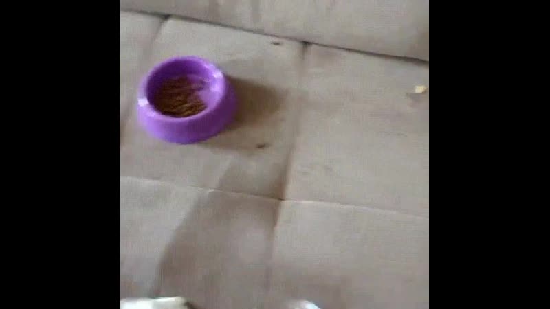 Пора просыпаться и завтракать!