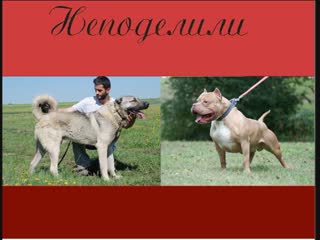 Kangal do gvs pitbull \кангал vs питбуль