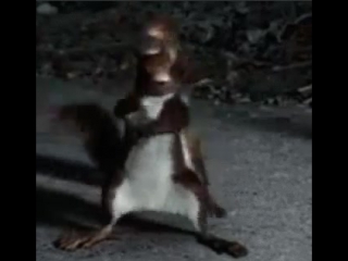 Белки танцуют тверк