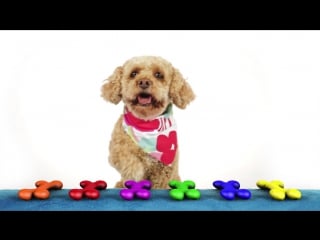 Learn colors with lizzy the dog educational video for porn by brain candy tv