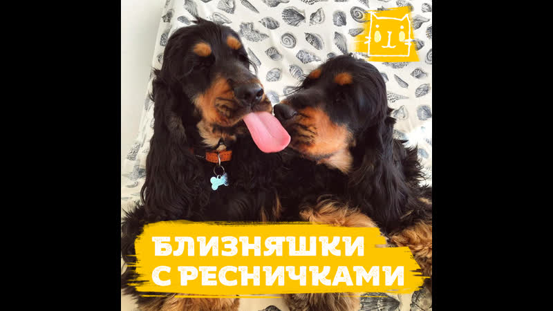 Хлоя и нена обладательницы аномально длинных ресничек