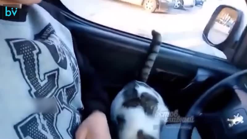 Наглый котяра