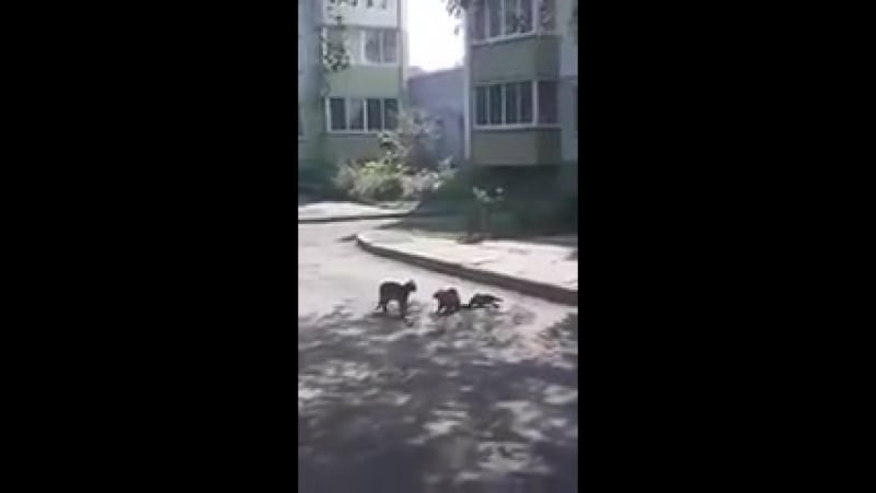 Ворона пытается разнять дерущихся котов (vhs video)