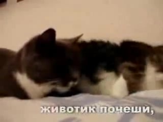 Кошачье порно