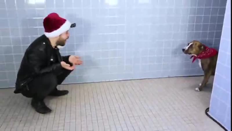 Собачий девид блейн (vhs video)