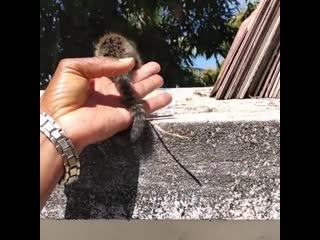 Baby lion tamarin being returned to its mother
