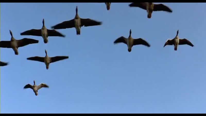 Дикие гуси душевная песня