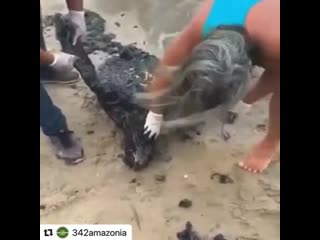 Crude oil has been washing up on the northeast coast of brazil for over a month nobody knows where it is coming from