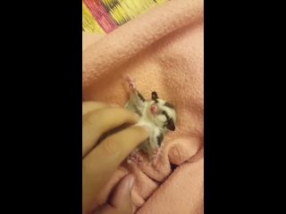 Baby sugar glider