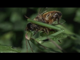 Praying mantis eats fly alive