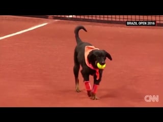 Street dogs retrieve balls during tennis tournament