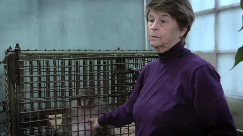 Тамара кузнецова о болезнях обезьян и их лечении