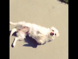 Челан симмонс / тибби