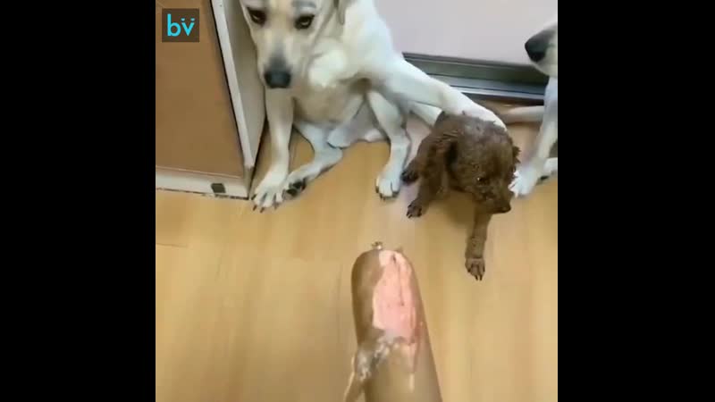 Хозяин решил узнать у своих белых молодые, кто попытался съесть сосиску, но все скинули на черного