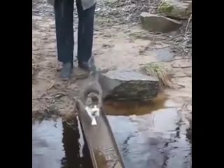 Котик переходит ручей (vhs video)