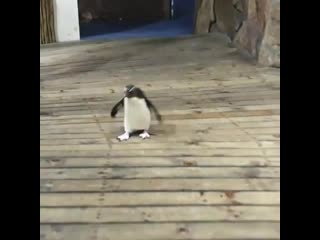 Penguins having aquarium for themselves with quarentine lockdown and no guests visiting