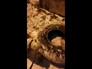 Warrior spirit honey blossom ( рой ) ( ghw ureula vennidor sozvezdiye magii zhemchuzhnyy amulet )