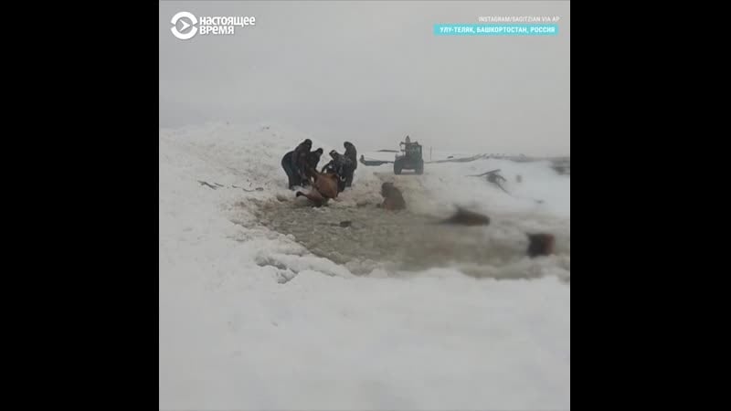 Лошади лед люди