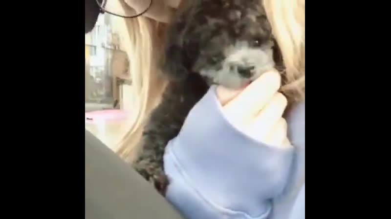 Sana porn video – 사나 sana 내 살다살다 이제는 강아지가 부러워지네;;;;