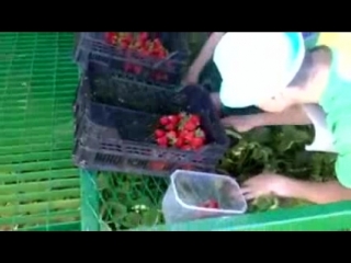 Машина по сбору клубники #awesome