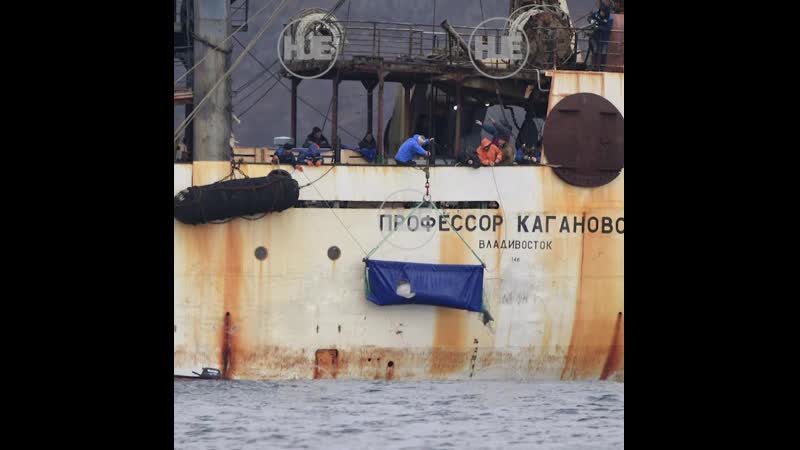 В приморском крае сегодня выпустят 50 белух из "китовой тюрьмы"