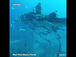 Завораживает видео показывает огромную кит акулу, самый большой вид рыбы, известный человеку, скользя мимо дайверов с западного