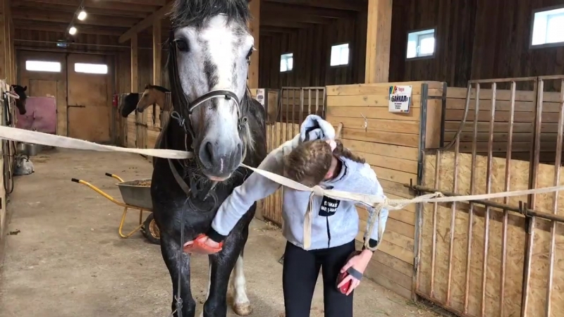 Верховая езда в "радуге" екатерина и байкал