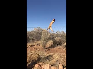 The african caracal