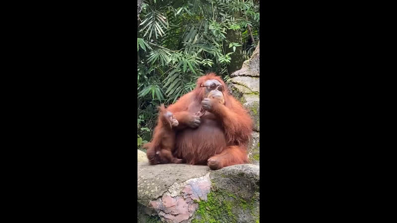 В индонезии женщина посетитель зоопарка уронила свои солнечные очки в вольер с орангутангами, обезьяны вернули очки