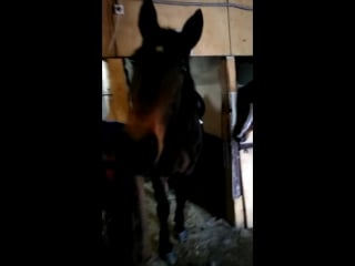 Любимая попрошайка хомячок ❤