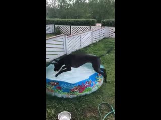 Лаврик обожает плёскаться в бассейне