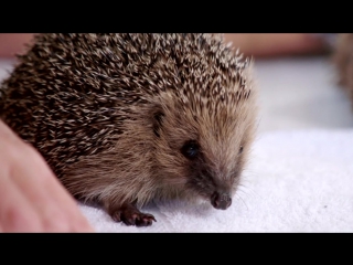 Rock legend meet the hedgehogs at channel5