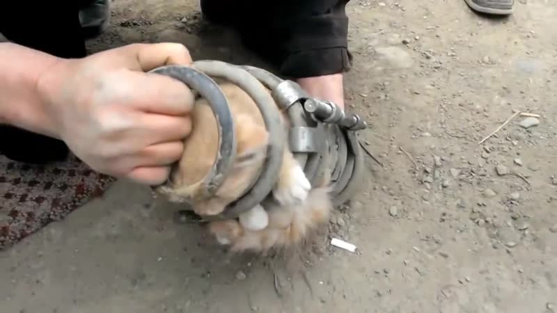 Кот в амортизаторе проехал 70 км