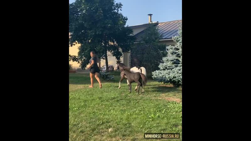 Видео от кск созидатель миниатюрные лошади и мини пони