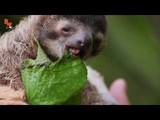 Cutest baby sloth ever!