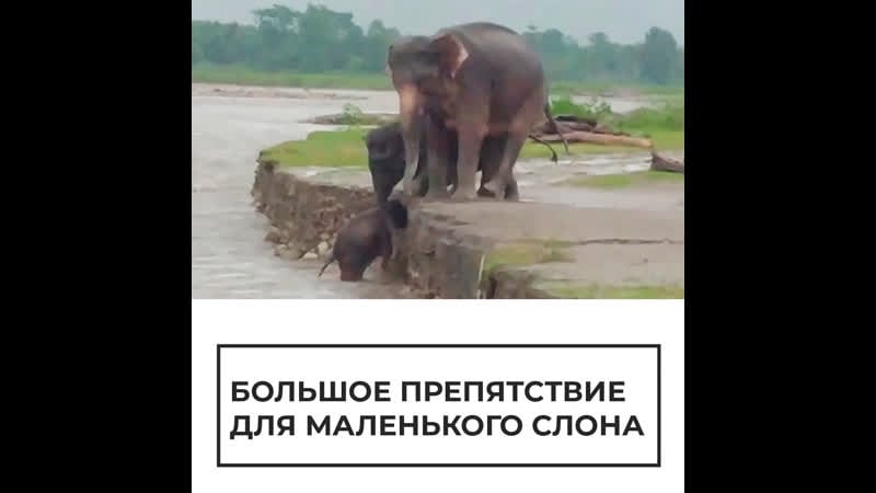 Большое препятствие для слоненка